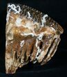 Juvenile Woolly Mammoth Molar With Roots #8483-4